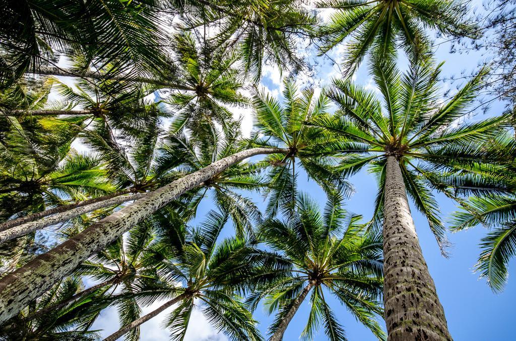 Cairns Beaches Flashpackers Palm Cove Eksteriør billede